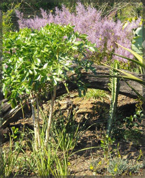 tipuana zulu plant nursery