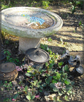 tipuana zulu plant nursery