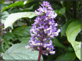 tipuana zulu plant nursery