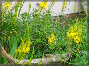 tipuana zulu plant nursery